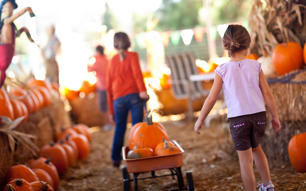 A variety of pumpkins sitting in hay.