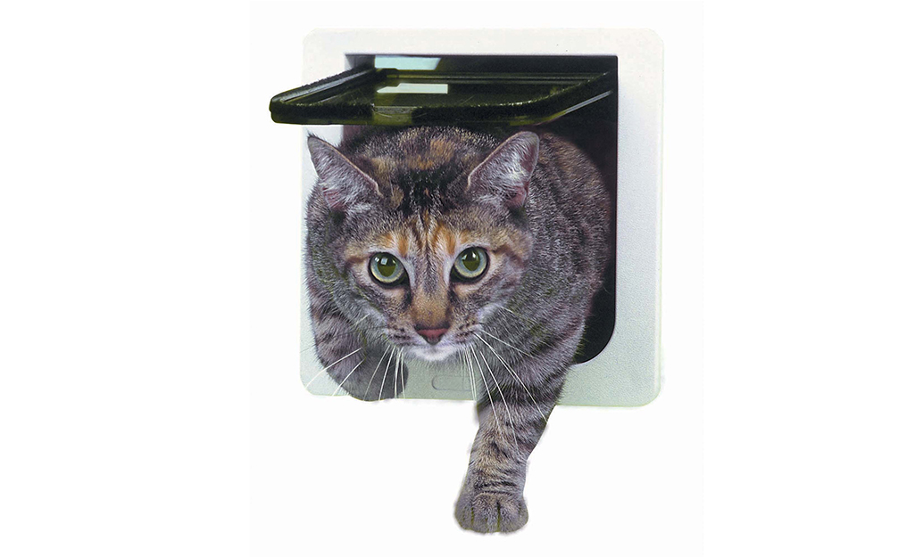 Cat moving through a basic flap cat door. 