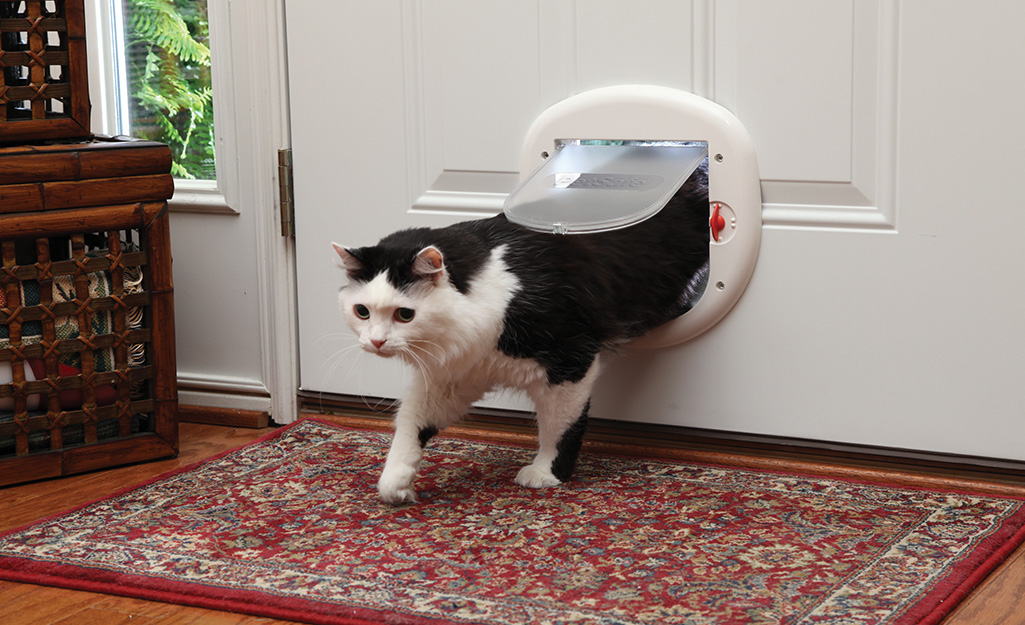 How big does a cat flap need to be? THEKITCHENKNOW