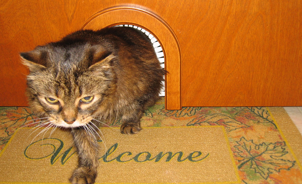 A cat going through an interior cat door. 