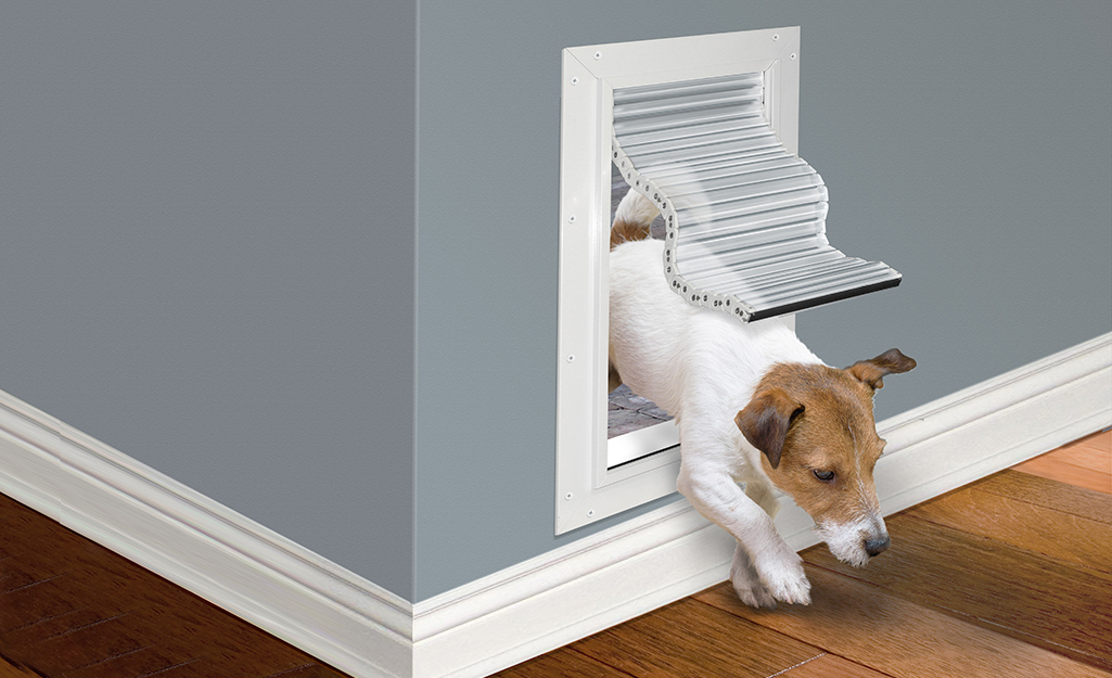 A Jack Russell terrier jumps through a dog door that has been installed in a wall.