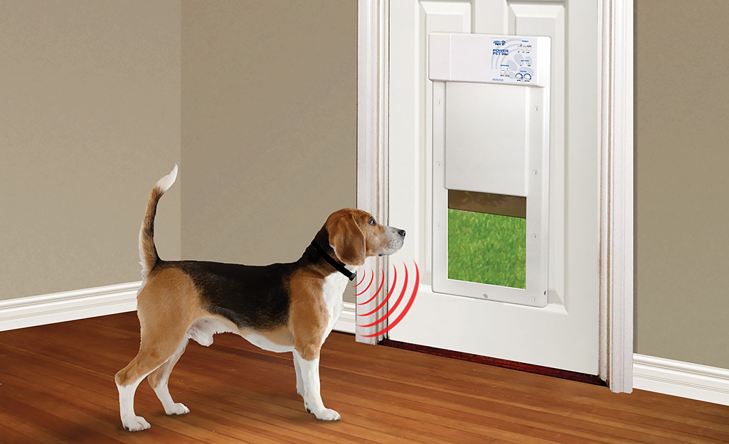 A beagle wears a microchipped collar that automatically opens a dog door.