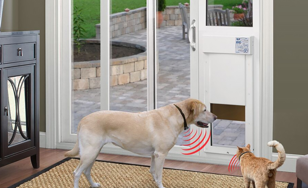 A cat and dog wear microchipped collars that automatically open a pet door in a patio glass sliding door.