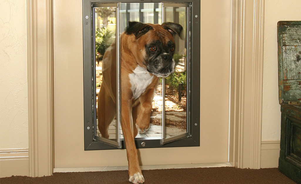 Best dog outlet door