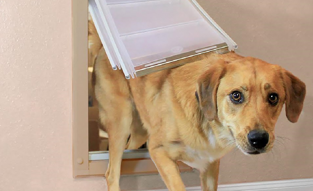 A yellow medium-sized dog walks through a dog door.