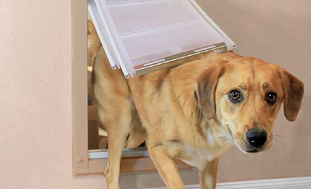 are dog doors safe for your pet