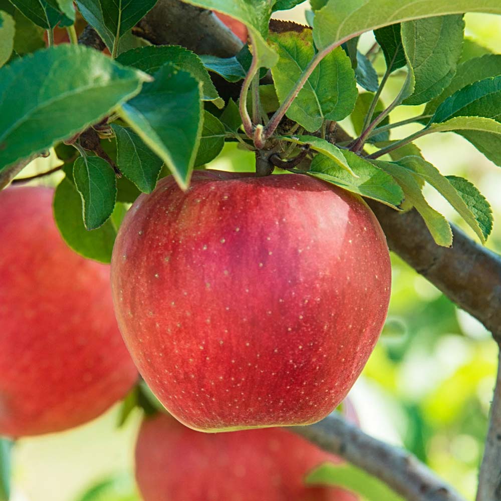 Best fruit trees to plant in west texas