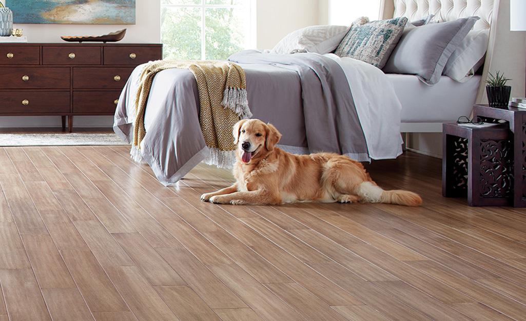 A dog lays on laminate flooring in a bedroom.