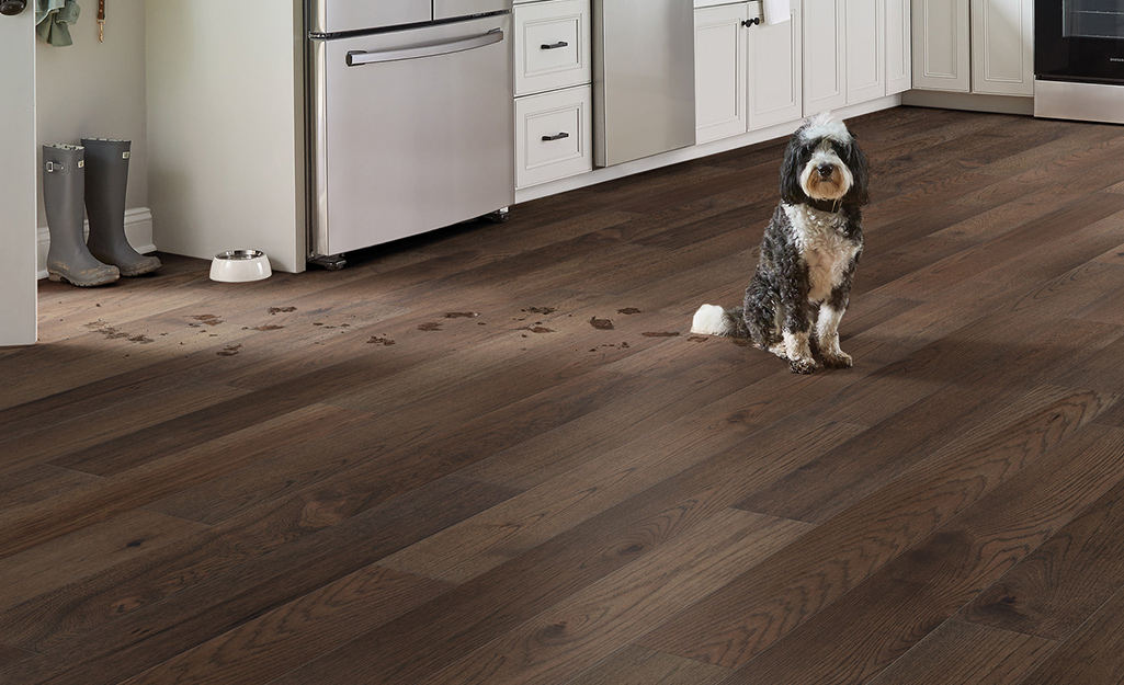 A dog sits next to a trail of wet foot prints on engineered hardwood floors in a kitchen.