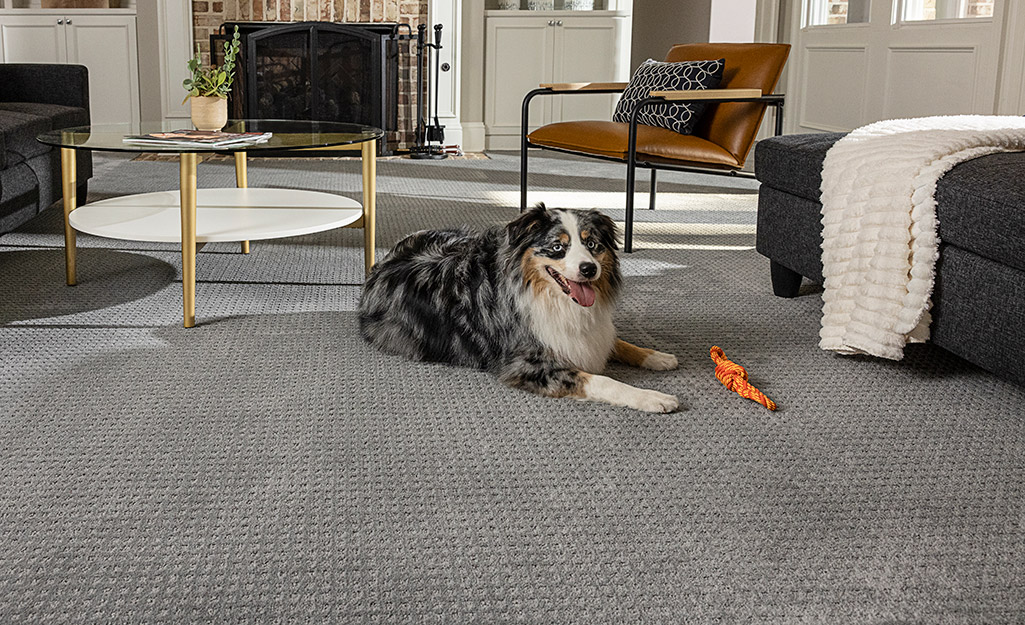 A dog lays next to a dog toy on gray carpet in a living room.