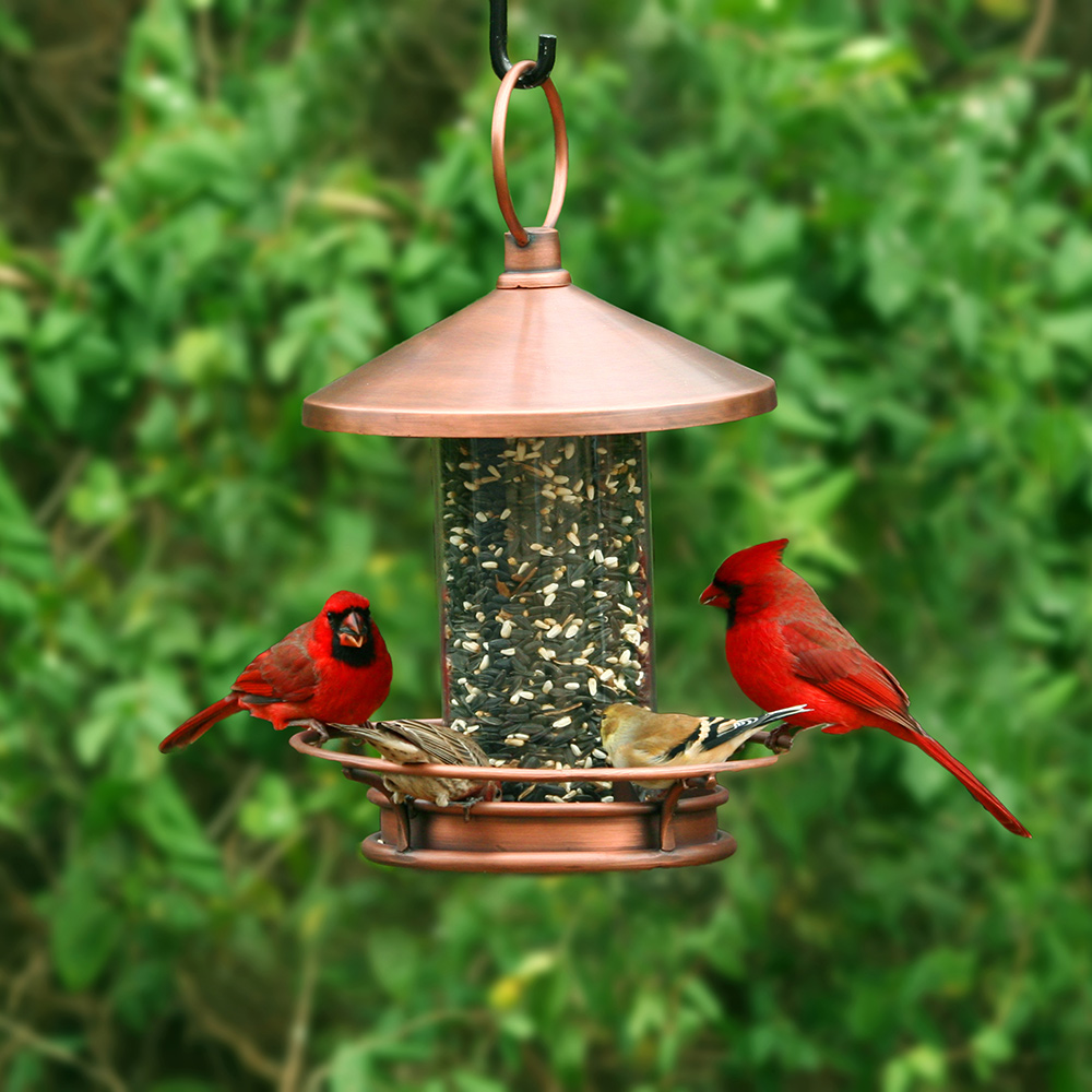 Two birds perch on a backyard bird feeder.