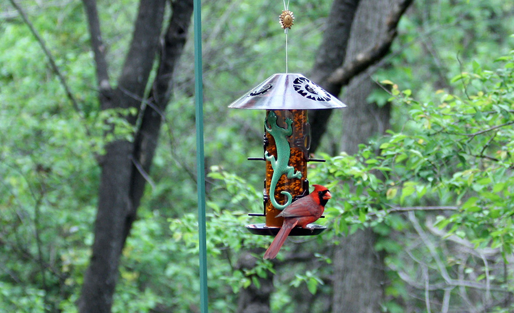 A bird sits on a backyard bird feeder hanging from a tree.