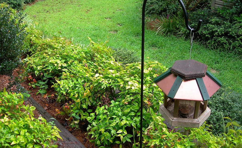 A bird feeder hangs above plants and grass in a yard.