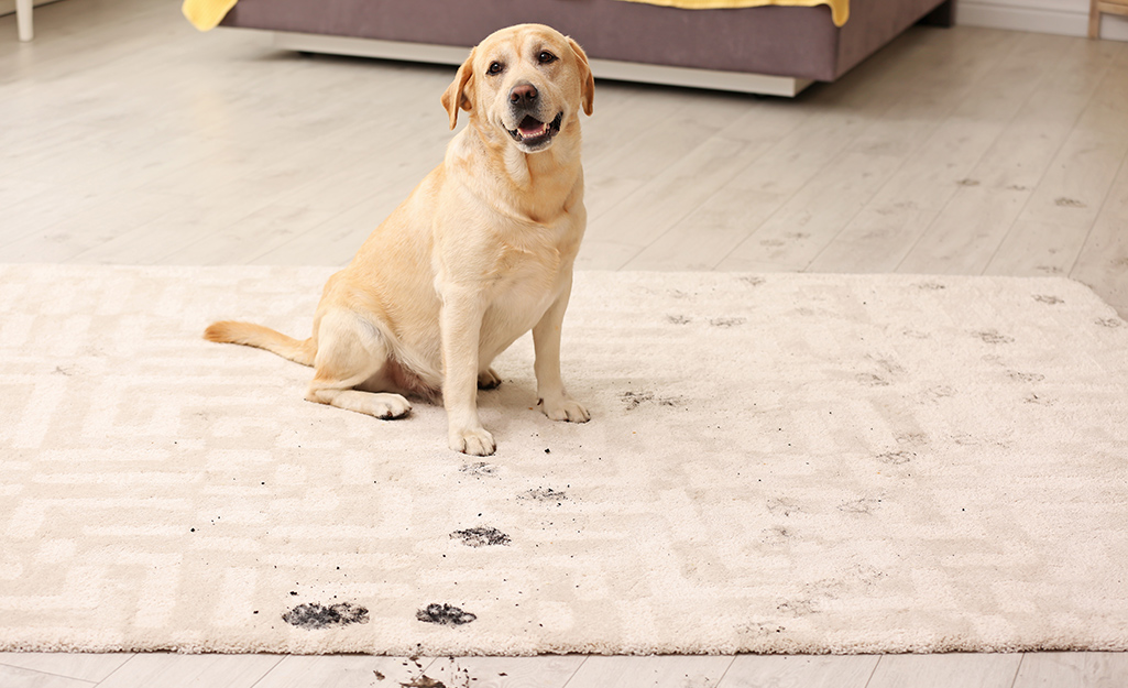 How to Clean an Area Rug Like a Pro