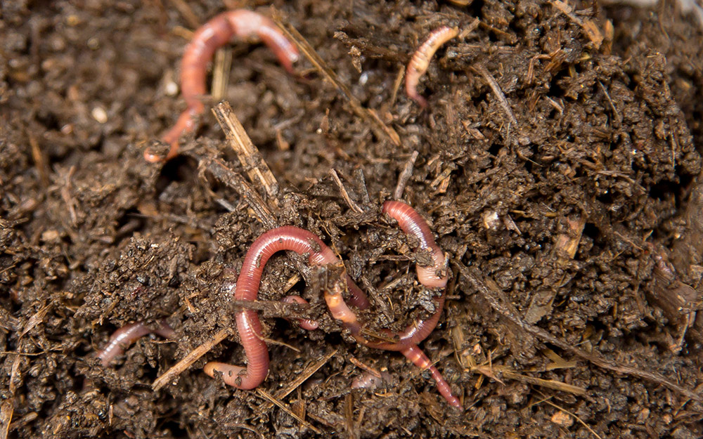 pink earthworms in dirt pink earthworms in dirt