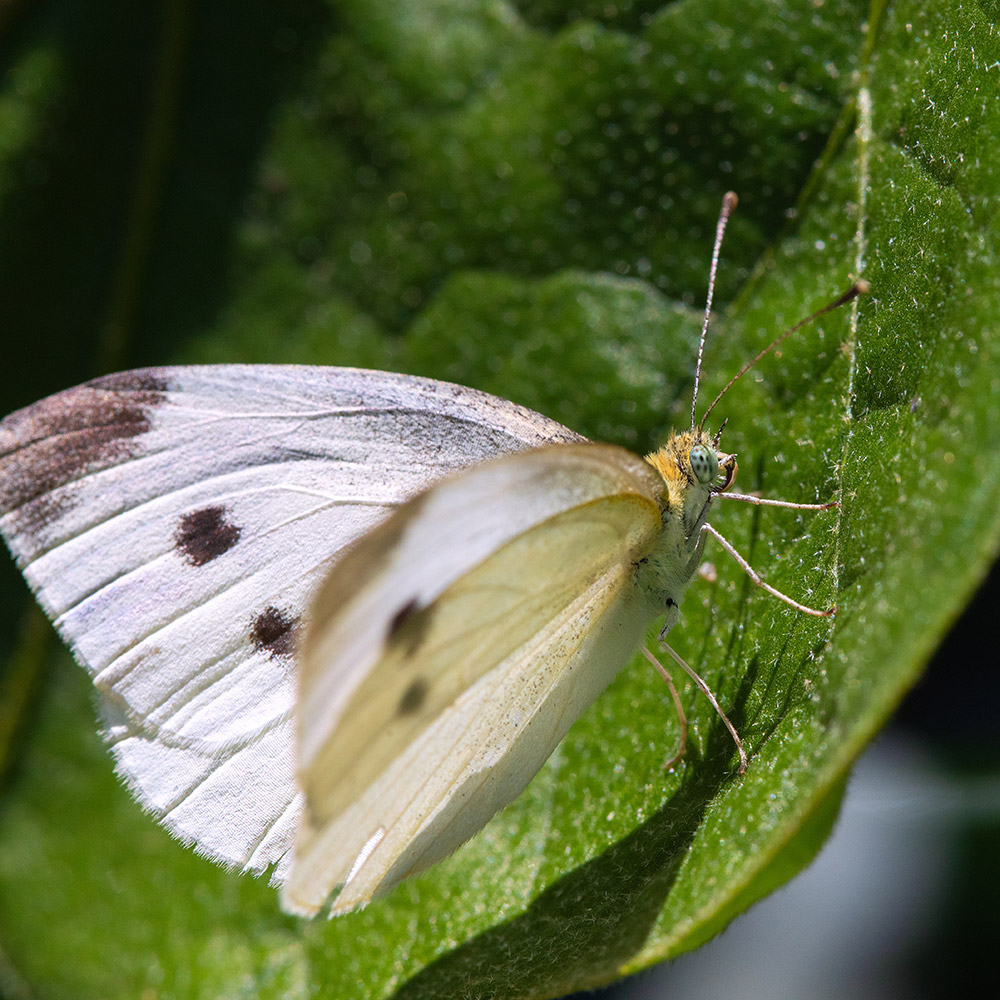 Moth Control & Treatment - Standard Pest Management