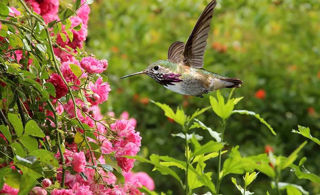 How to Create a Garden Buffet for Pollinators - The Home Depot