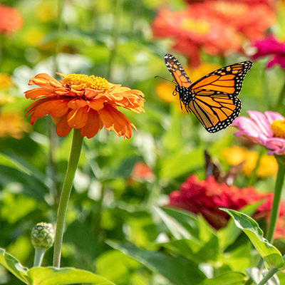 How to Create a Garden Buffet for Pollinators