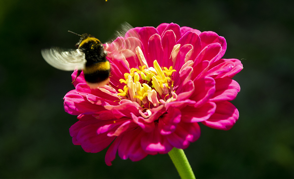 How To Create A Garden Buffet For Pollinators The Home Depot