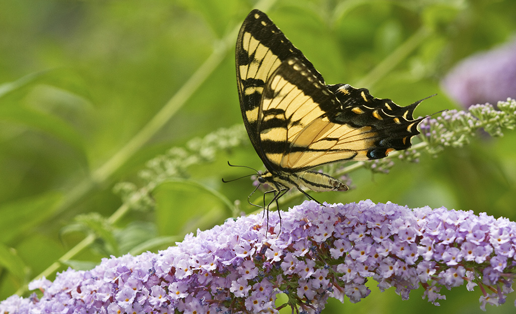 How to Add Flowers for Pollinators