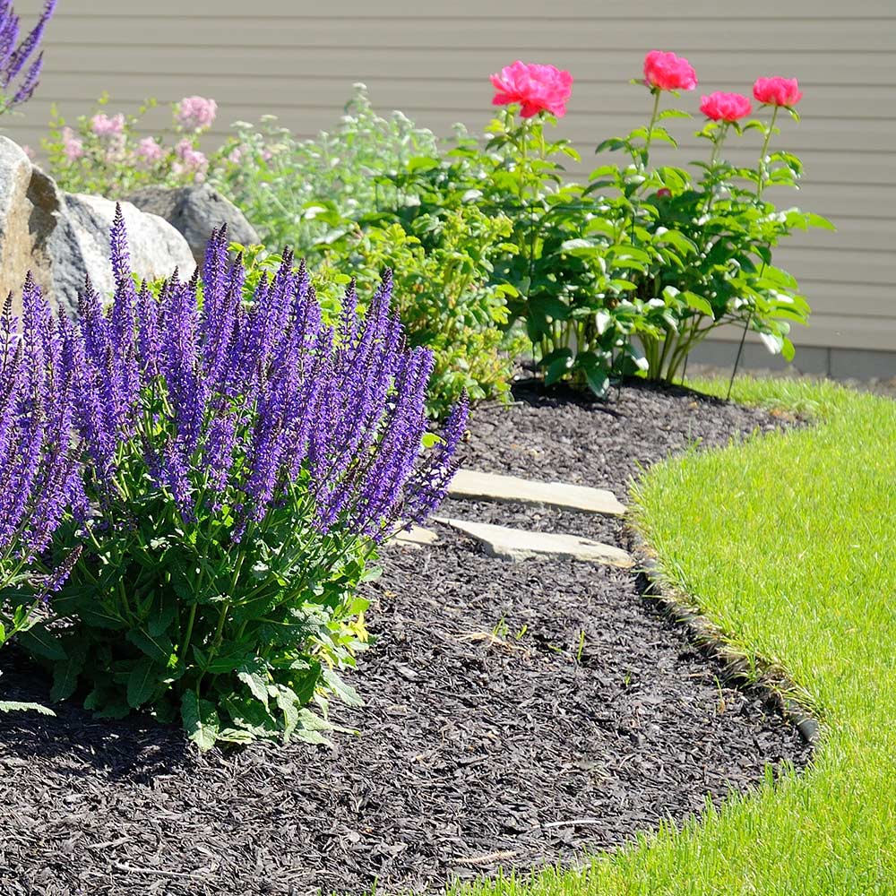 A rain garden planted with blue salvia and other flowers in a bed of mulch.
