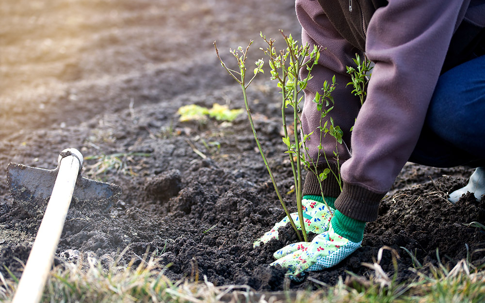 Someone planting a small blueberry bush in a rain garden.