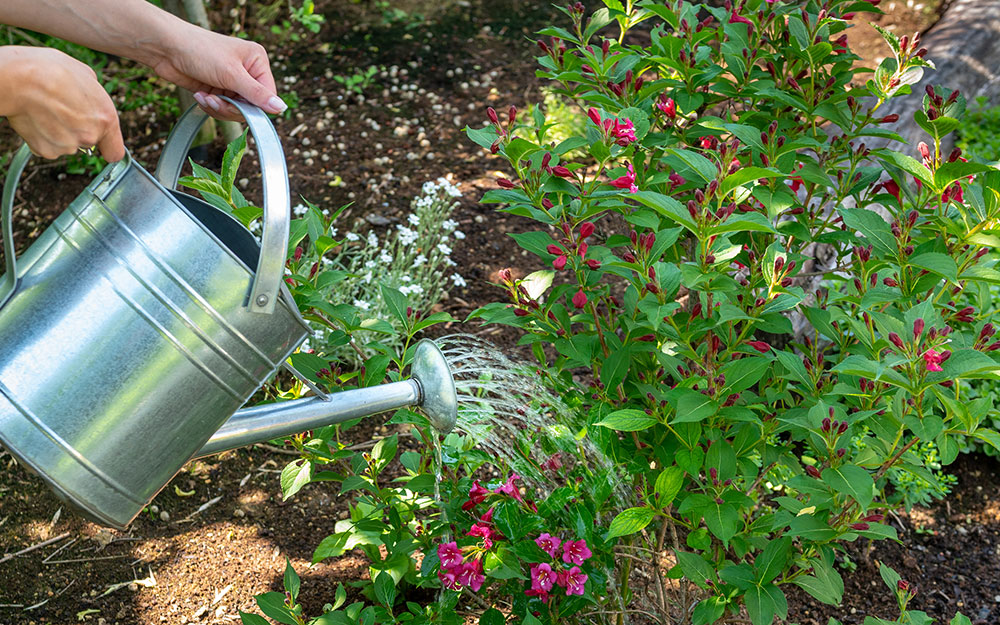 Someone watering plants in a rain garden during a dry spell.