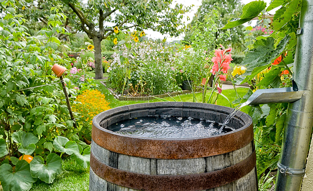 A colorful garden and barrel.