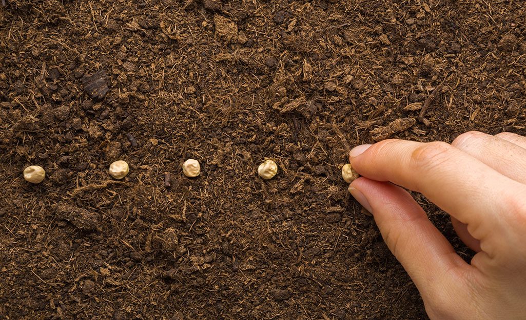 A person planting seeds.