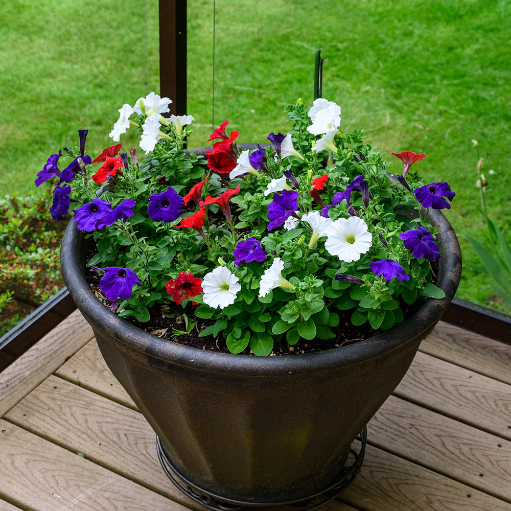 A planter with red, white, and bluey purple flowers