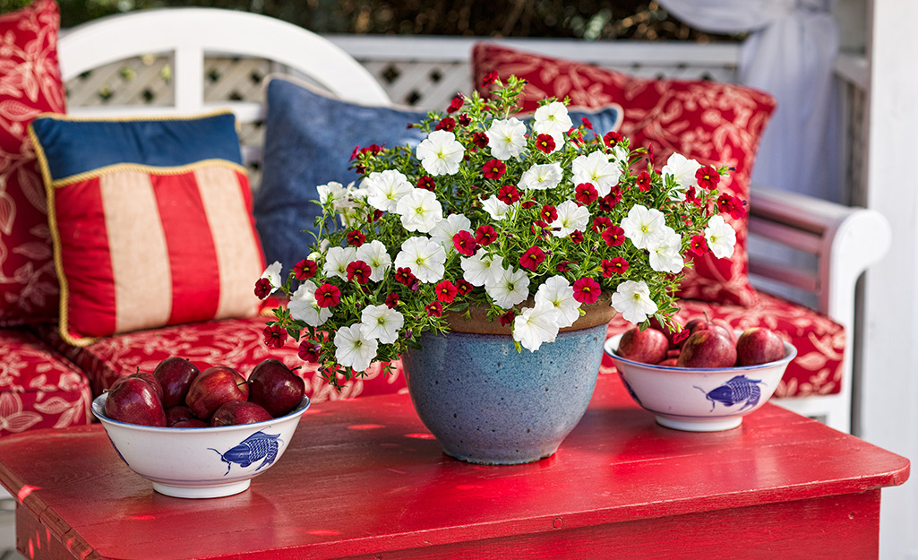 red and white flowers