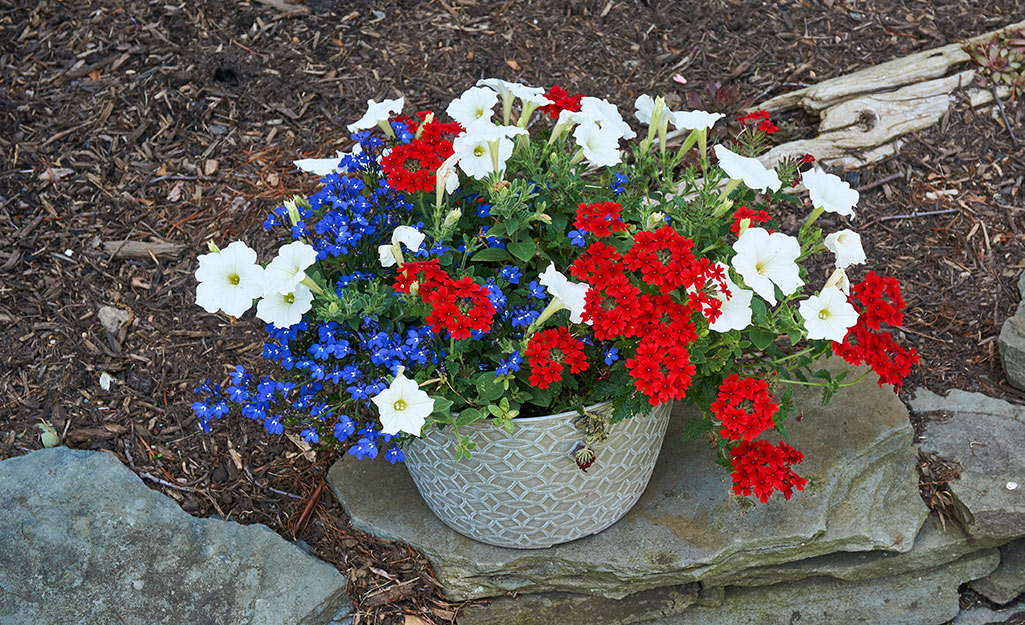 Red, white, and blue flowers in a hanging planter on the ground