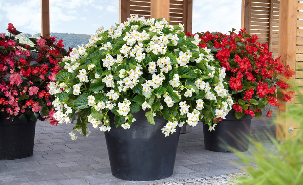 Three flower pots with white and red flowers