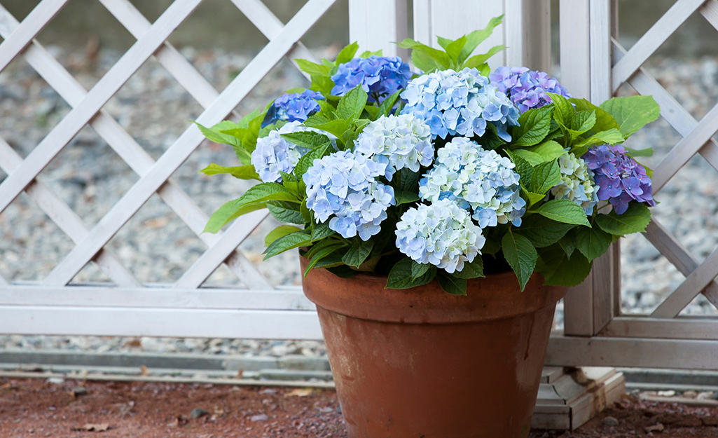 A pot with flowers in different shades of blue