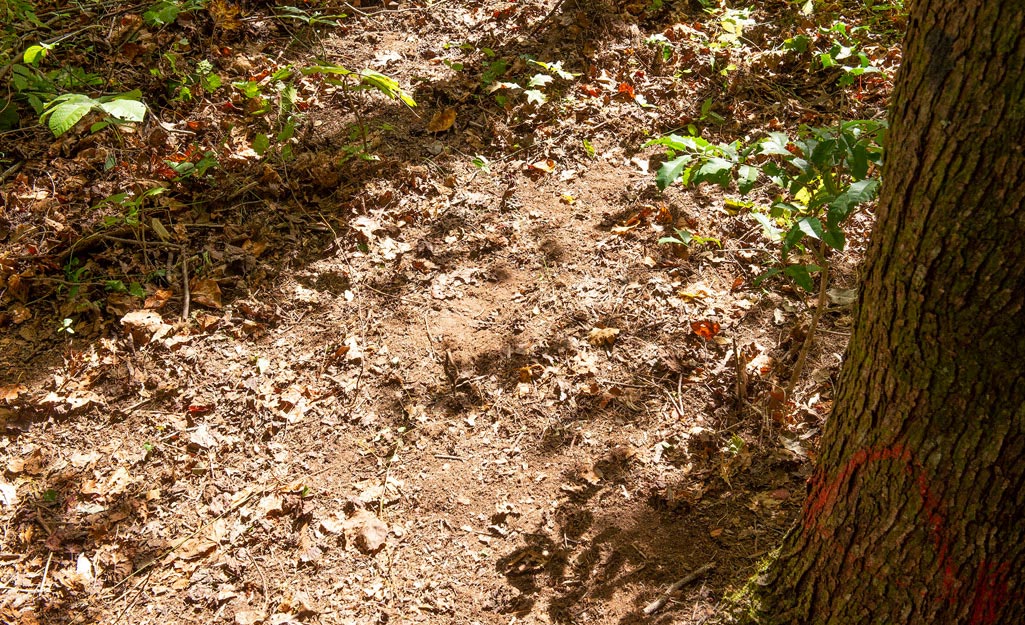 A cleared path beside a tree. A cleared path beside a tree.
