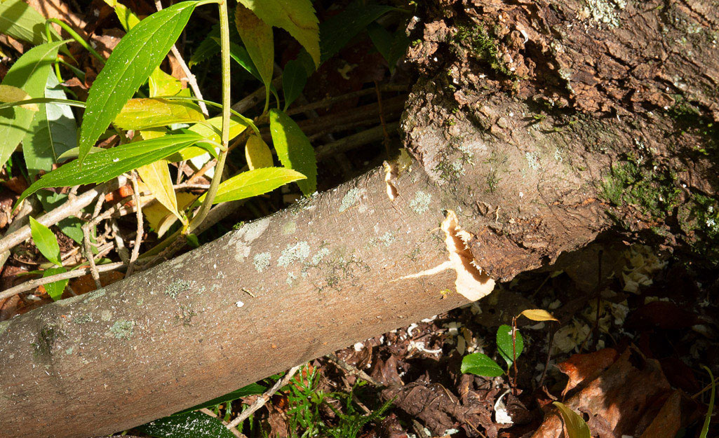 A fallen tree lying on the ground. A fallen tree lying on the ground.