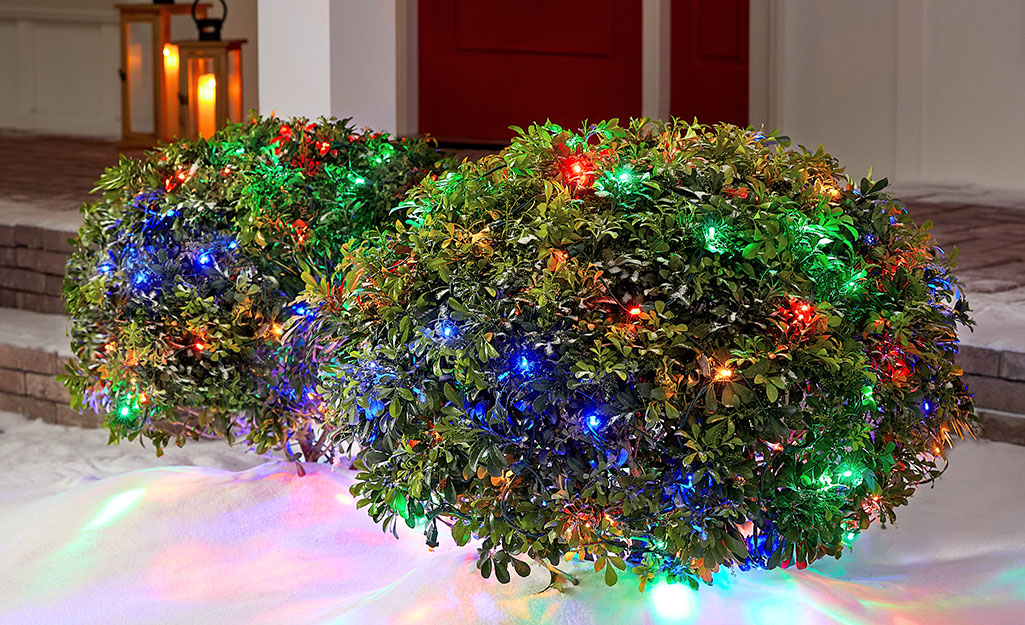 Multicolored lights on shrubs in a front yard.