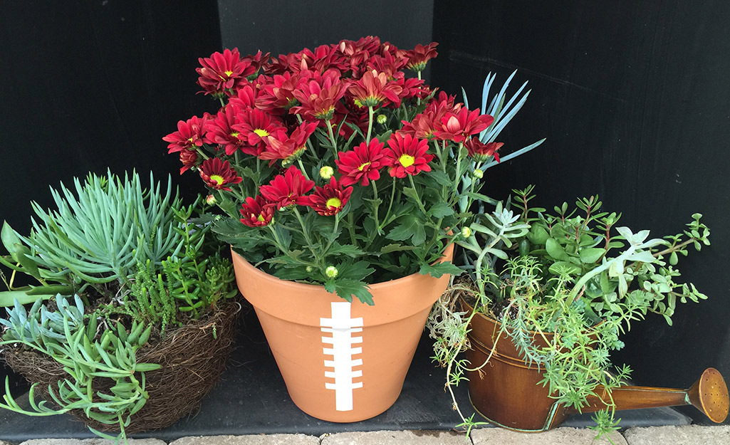 Decorative plants in a planter painted like a football. Decorative plants in a planter painted like a football.