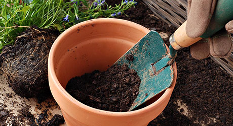 Dig up the root ball - Dividing Perennials Dig up the root ball - Dividing Perennials