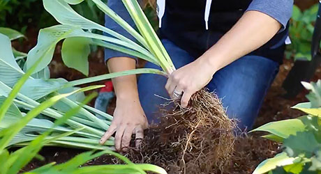 Break up the root ball - Dividing Perennials Break up the root ball - Dividing Perennials