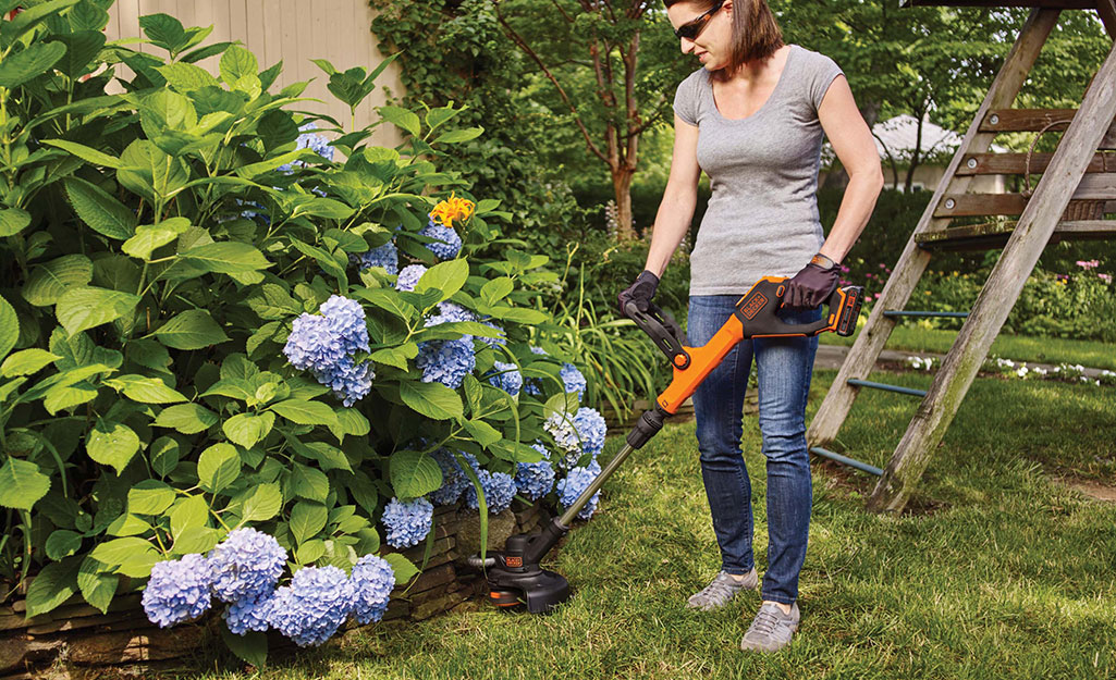 A woman trimming around a blooming hydrangea bush.