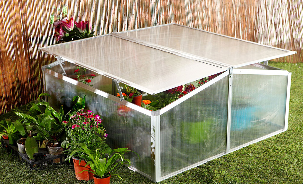 Flowers protected by a cold frame.