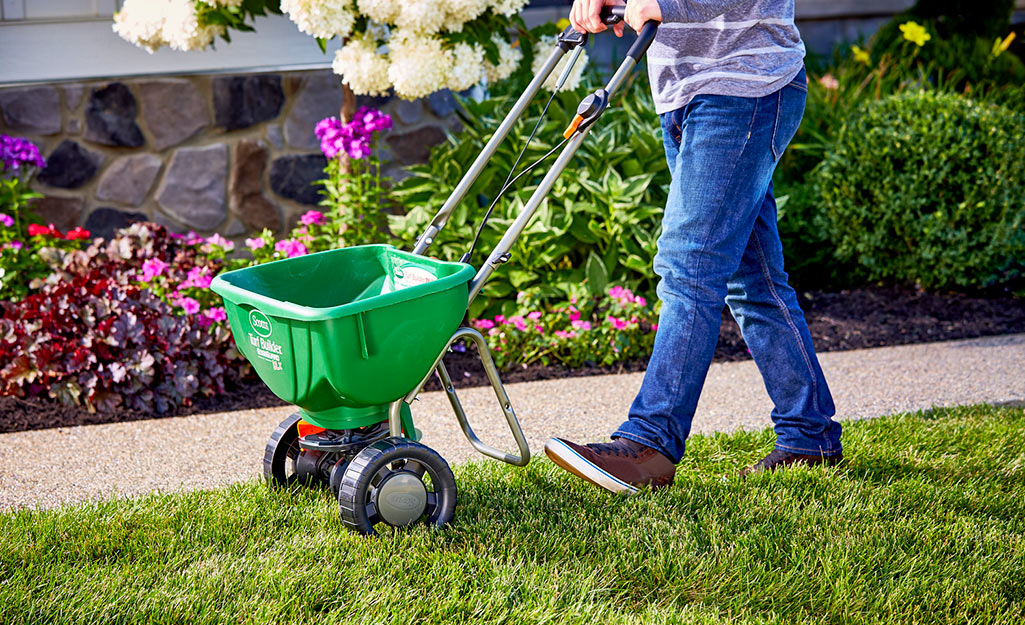 Homeowner pushing spreader over lawn