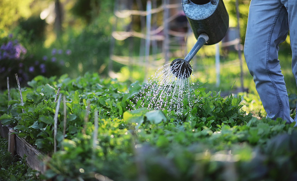 How to Fight Powdery Mildew in Your Garden - The Home Depot