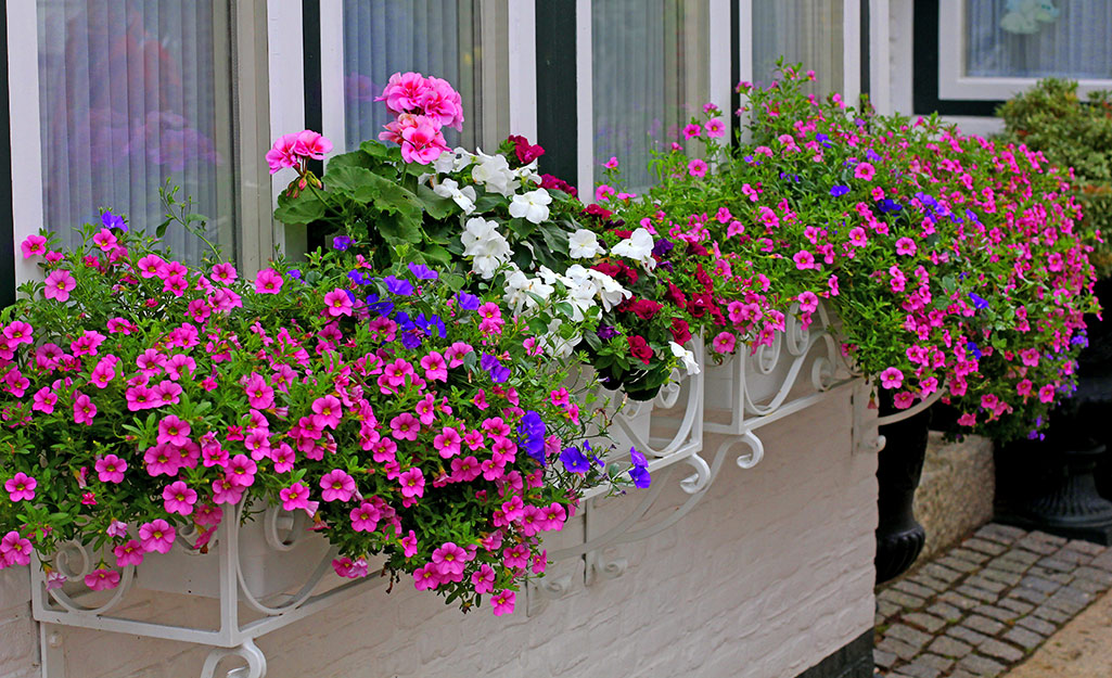 Colorful annual flowers in a window box