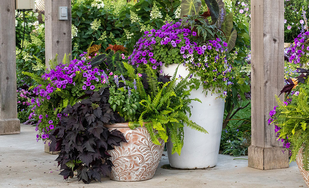 Colorful plants in containers on a patio