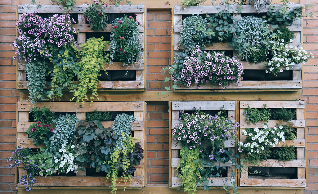 Vertical garden with colorful plants