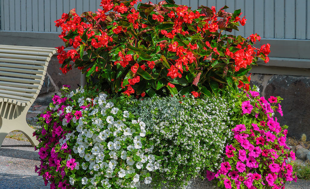 Container of colorful annuals
