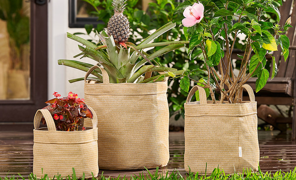 Three grow bags with plants on a patio