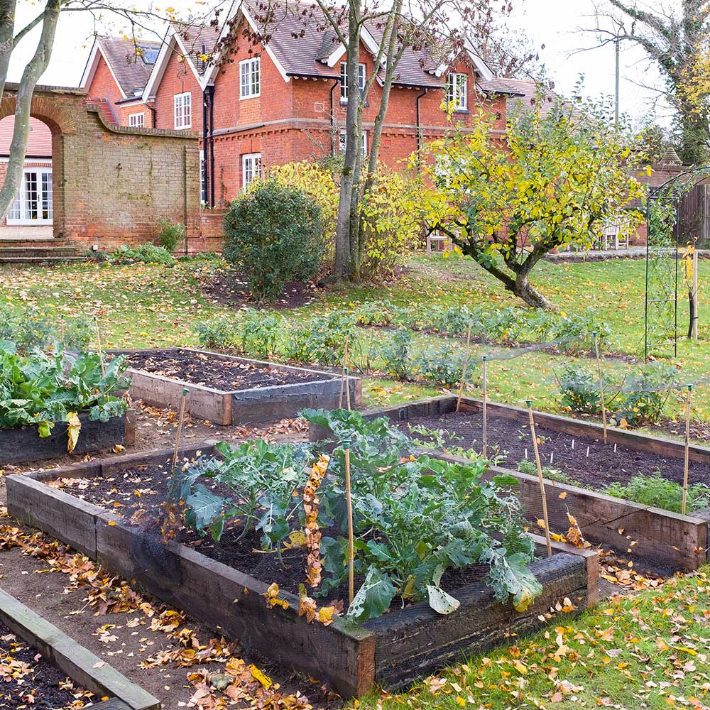 Greens grow in raised beds surrounded by yellow leaves on the ground with a brick building and wall in the background.